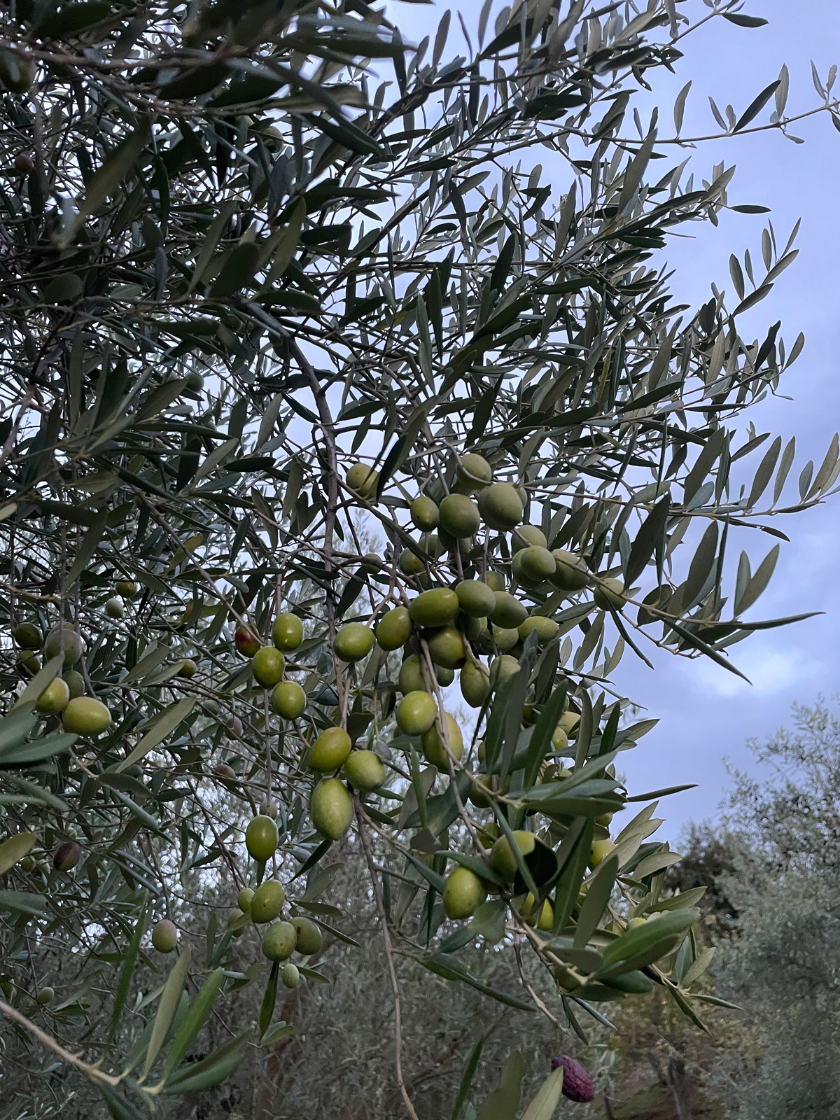 Xylella: Coldiretti Calabria, bene la risposta tempestiva della regione. Subito al fianco delle imprese.